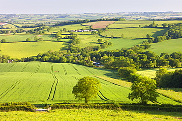 Rolling farmland near Stockleigh Pomeroy, Devon, England, United Kingdom, Europe