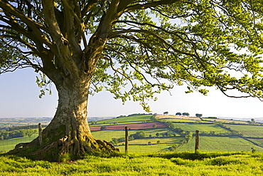 Rolling countryside and tree on Raddon Hill, Devon, England, United Kingdom, Europe