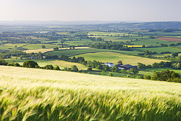 Barley crop field and rolling Devon landscape near Crediton, Devon, England, United Kingdom, Europe