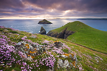 Sea thrift (Armeria maritima) growing on the Cornish clifftops at The Rumps, looking towards The Mouls, England, United Kingdom, Europe