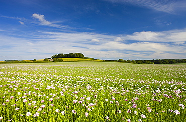 Poppyfield in the Dorset countryside, Dorset, England, United Kingdom, Europe