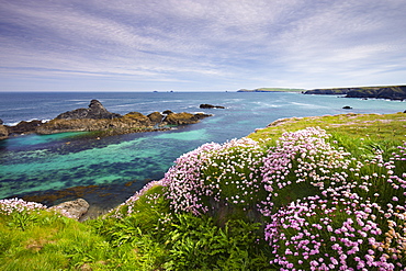 Sea thrift growing on the Cornish clifftops near Porthcothan Bay, Cornwall, England, United Kingdom, Europe