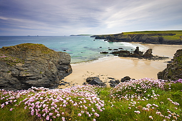 Sea thrift growing on the Cornish clifftops above Porthcothan Bay, Cornwall, England, United Kingdom, Europe