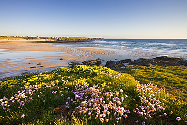 Sea thrift and kidney vetch growing on the clifftops above Constantine Bay, Cornwall, England, United Kingdom, Europe