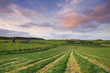 Freshly cut grass in a rural Devonshire field, Morchard Bishop, Devon, England, United Kingdom, Europe