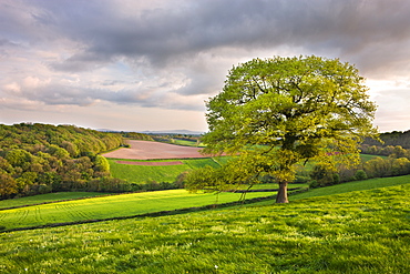 Countryside near Nymet Rowland, Devon, England, United Kingdom, Europe