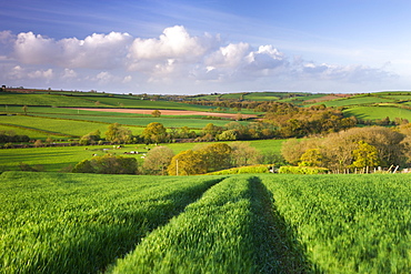 Rolling countryside near the village of Lapford, Devon, England, United Kingdom, Europe