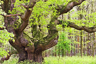 Ancient oak tree growing in Savernake Forest in springtime, Marlborough, Wiltshire, England, United Kingdom, Europe