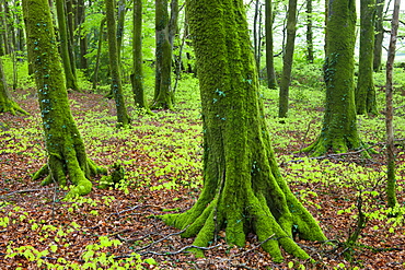 Intense green foliage and moss covered trees in Dousland Plantation, Dartmoor National Park, Devon, England, United Kingdom, Europe