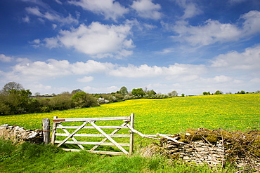 Buttercup meadow in the Cotswolds near Daneway, Gloucestershire, England, United Kingdom, Europe