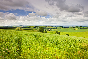 Summer crops growing in a mid-Devon field, Crediton, Devon, England, United Kingdom, Europe