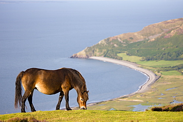 Exmoor pony grazing on Porlock Common, Exmoor National Park, Somerset, England, United Kingdom, Europe