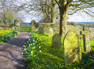 Spring flowers growing in Morchard Bishop church graveyard, Devon, England, United Kingdom, Europe