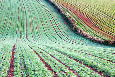 Thawing frost on rolling farmland, near Crediton, Devon, England, United Kingdom, Europe