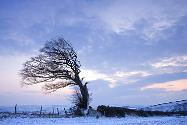 Windswept tree on Raddon Hill in Mid-Devon, England, United Kingdom, Europe