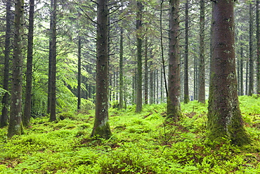 Verdant greens in Bellever Forest, Dartmoor National Park, Devon, England, United Kingdom, Europe