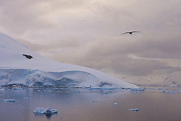 Skua glides over a channel dotted with icebergs, Antarctic Peninsula, Antarctica, Polar Regions