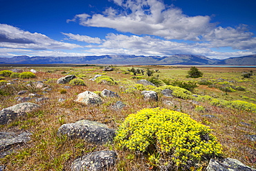 Bright summer flowers on the Patagonian Steppe near El Calafate, Patagonia, Argentina, South America