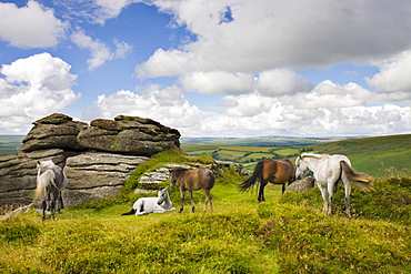 Dartmoor pony herd by Bell Tor, Dartmoor National Park, Devon, England, United Kingdom, Europe