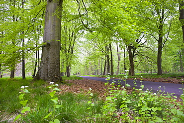 Verdant spring foliage around the Grand Avenue of Savernake Forest, Marlborough, Wiltshire, England, United Kingdom, Europe