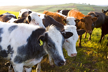 Curious bullocks crowd together in a farmers field, Devon, England, United Kingdom, Europe