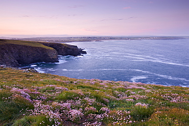 Pink Sea Thrift wildflowers flowering on the clifftops at Trevose Head, Cornwall, England, United Kingdom, Europe