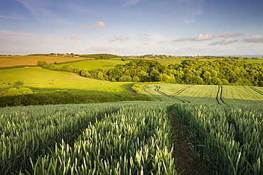 Summer crop field in rural mid Devon looking towards the village of Morchard Bishop, Devon, England, United Kingdom, Europe