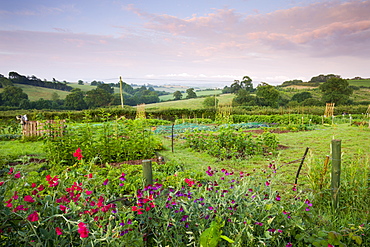 Flowering Sweet Peas growing on a rural allotment plot in the Mid Devon village of Morchard Bishop, Devon, England, United Kingdom, Europe