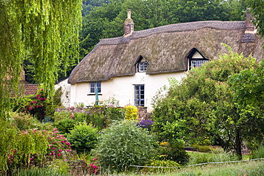 Pretty thatched cottage in summer, near Crediton, Devon, England, United Kingdom, Europe