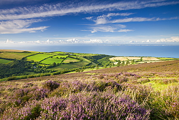 Heather carpeted moorland, countryside and coast, Exmoor National Park, Somerset, England, United Kingdom, Europe