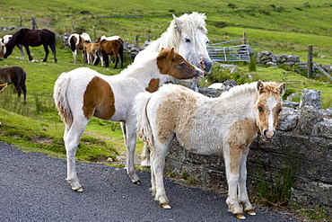 Dartmoor ponies and foals, Dartmoor National Park, Devon, England, United Kingdom, Europe