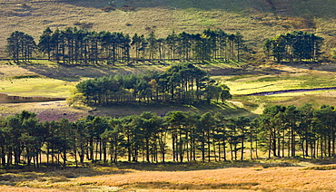 Pine trees surrounding a low Upper Neuadd Reservoir in the Brecon Beacons National Park, Powys, Wales, United Kingdom, Europe