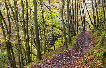 Footpath through autumnal woodland above the Nedd Fechan River near Pontneddfechan, Brecon Beacons National Park, Powys, Wales, United Kingdom, Europe