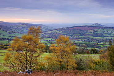 Windblown autumn trees overlooking the Usk Valley, Brecon Beacons National Park, Powys, Wales, United Kingdom, Europe