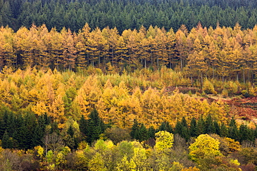 Rows of deciduous and coniferous trees in autumn colours, Brecon Beacons National Park, Powys, Wales, United Kingdom, Europe