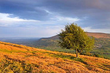 Hawthorn tree and Usk Valley near Abergavenny from the slopes of Sugar Loaf mountain, Brecon Beacons National Park, Monmouthshire, Wales, United Kingdom, Europe