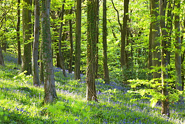 Common bluebells (Hyacinthoides non-scripta) growing in Coed Cefn woods near Crickhowell, Brecon Beacons National Park, Powys, Wales, United Kingdom, Europe