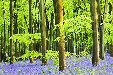 Common Bluebells (Hyacinthoides non-scripta) flowering in West Woods in springtime, Lockeridge, Marlborough, Wiltshire, England, United Kingdom, Europe