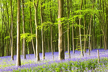 Common Bluebells (Hyacinthoides non-scripta) flowering in West Woods in springtime, Lockeridge, Marlborough, Wiltshire, England, United Kingdom, Europe