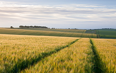 Agricultural crop fields near Cheesefoot Head in the South Downs National Park, Hampshire, England, United Kingdom, Europe