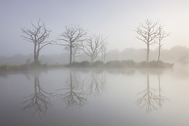 Misty summer morning on a fishing lake with dead trees, Morchard Road, Devon, England, United Kingdom, Europe