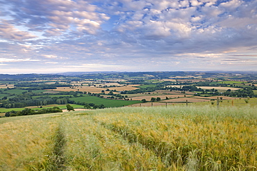 Crop field overlooking the endless rolling countryside of Mid Devon, England, United Kingdom, Europe