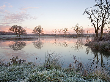 Trees beside a still fishing lake on a frosty morning, Morchard Road, Devon, England, United Kingdom, Europe