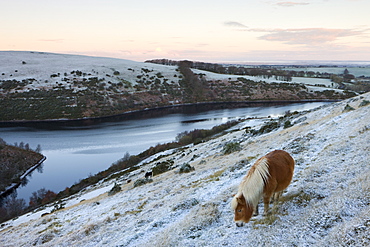 Shetland pony grazing on the snow covered moorland above Meldon Reservoir in winter, Dartmoor National Park, Devon, England, United Kingdom, Europe