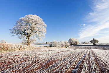 Hoar frosted fields and trees in the heartland of mid-Devon in winter, Bow, Devon, England, United Kingdom, Europe