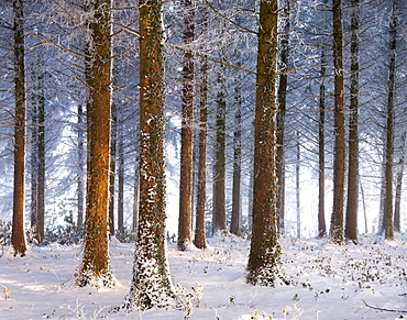 Snow covered pine woodlan in winter, Morchard Wood, Morchard Bishop, Devon, England, United Kingdom, Europe