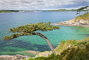 Pine tree on Carricknath Point, overlooking Carrick Roads towards Falmouth, Cornwall, England, United Kingdom, Europe