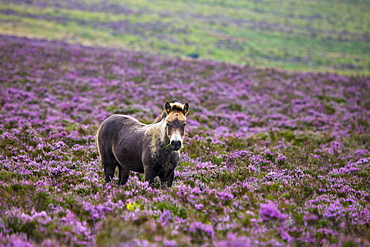 Exmoor pony grazing in flowering heather in the summer, Dunkery Hill, Exmoor National Park, Somerset, England, United Kingdom, Europe