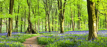 Beech woods and carpets of bluebells, West Woods, Marlborough, Wiltshire, England, United Kingdom, Europe