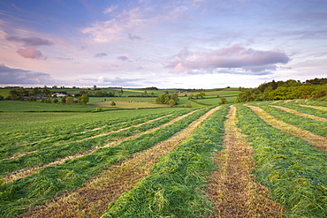 Freshly cut field of grass in the rolling Devon countryside, Morchard Bishop, Devon, England, United Kingdom, Europe